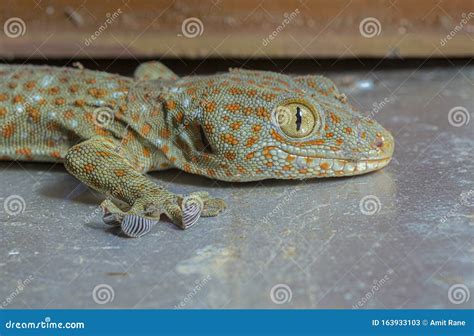 印度阿萨姆邦的tokay Gecko或gekko Gecko 库存图片 图片 包括有 室外 详细资料 163933103