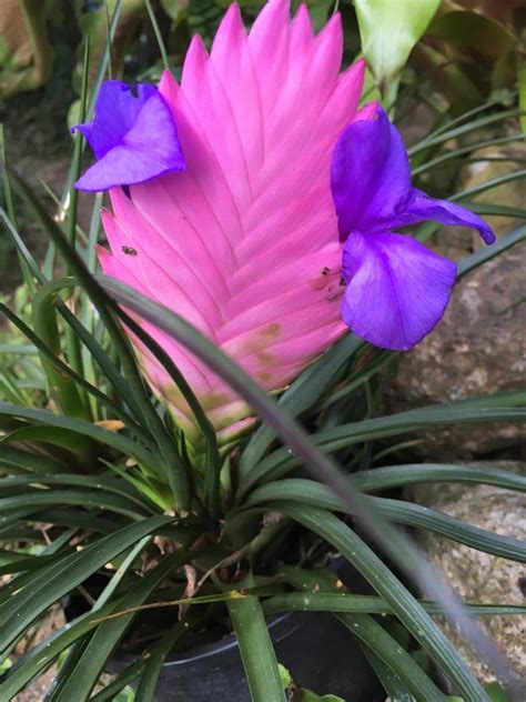 Bromeliads And Tillandsias Paluma Our Village In The Mist