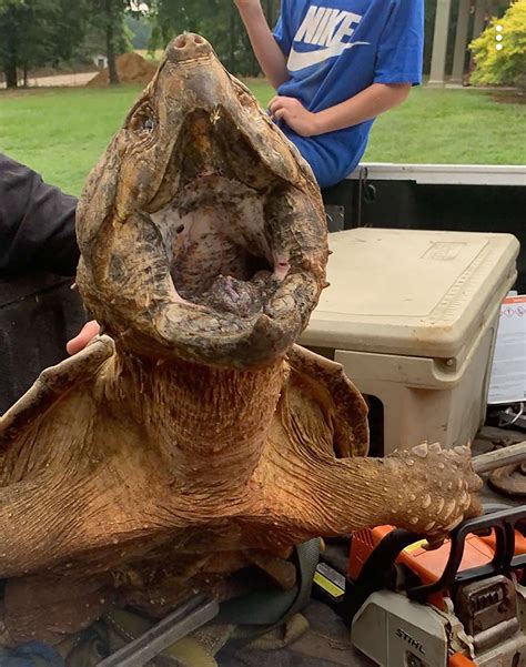 Rare Giant Find Mississippi Man Catches 70 Pound Alligator Snapping