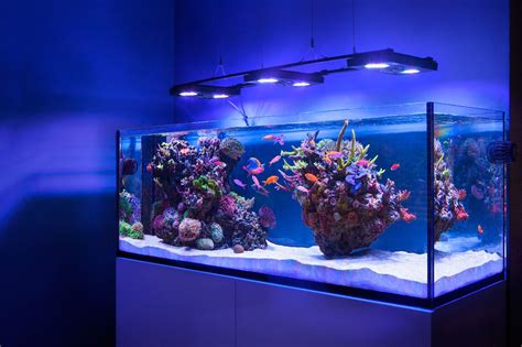 Chris' algae farm (ELOS 160) - Page 4 | Aquarium fish tank, Reef tank ...