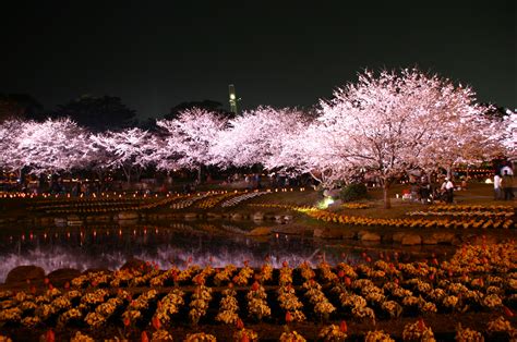 Illuminated Cherry Blossoms Tour