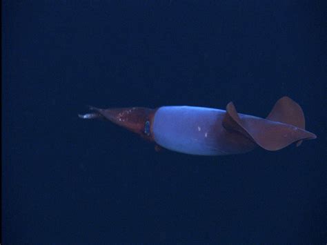 NOAA Ocean Explorer: The Hidden Ocean, Arctic 2005