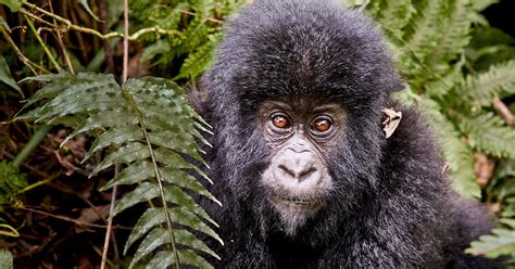 Days Lowland Gorilla Safari