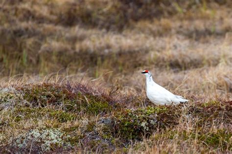 Birding Lake M Vatn Nature Reserve Geotravel Iceland