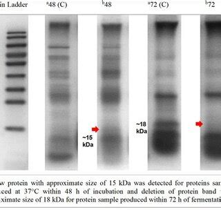 SDS PAGE Analysis On Extracellular Proteins Produced By B Subtilis