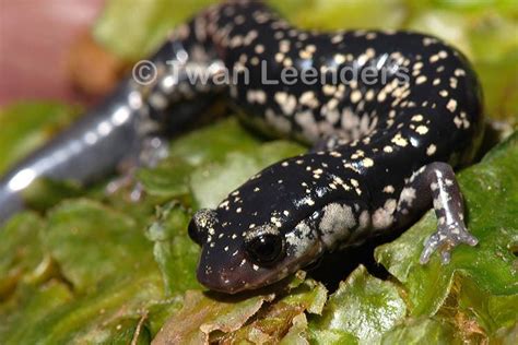 Mississippi Slimy Salamander Alchetron The Free Social Encyclopedia