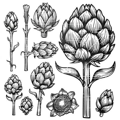 Premium Vector Artichoke Flat Vector Linear Set Illustration High Quality