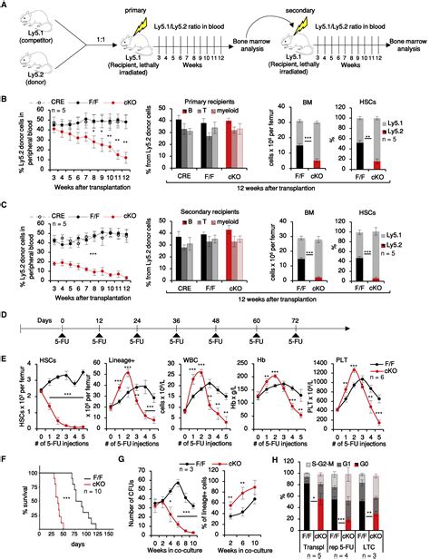 An ERK Dependent Feedback Mechanism Prevents Hematopoietic Stem Cell