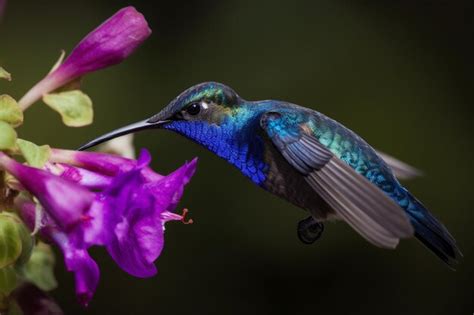 Premium AI Image | A hummingbird is feeding on a flower.