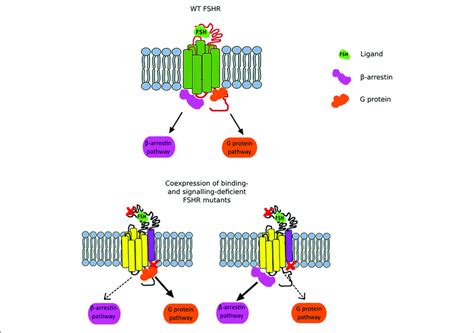 Scheme Illustrating The Fshr Biased Signaling The Upper Part Of The