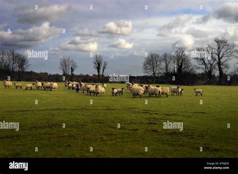 Sheep Grazing Ireland Stock Photo Alamy