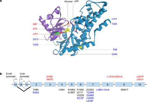 Locations Of Mutations In A 3d Model And Schematic Structure Of The