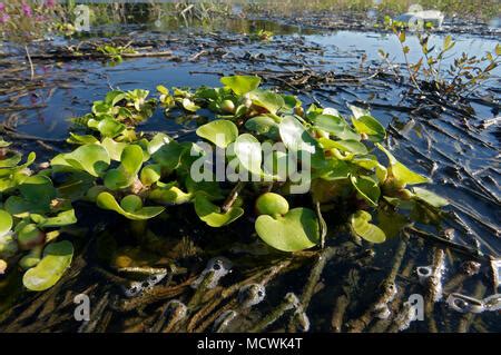 Eichhornia Crassipes Water Hyacinth Floating On Waters Surface With