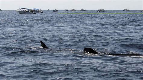 Llegaron Las Ballenas Jorobadas A Oaxaca Unotv