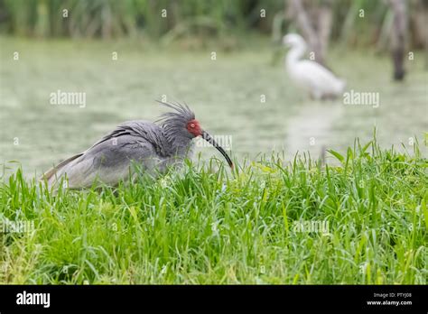 Crested ibis hi-res stock photography and images - Alamy