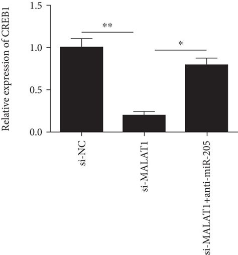 Malat Exerts A Biological Role In Mgcs By Regulating The Mir Creb