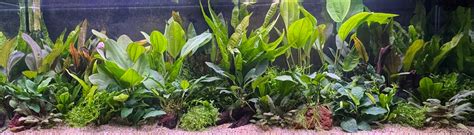 All Aquarium Plants – Scapeshop.com.au