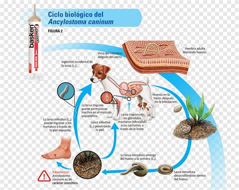 Toxocara Cati Life Cycle