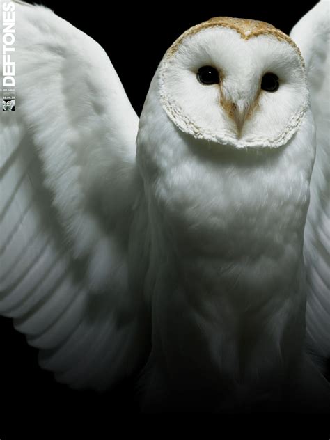 Scary Owl Wallpapers Top Free Scary Owl Backgrounds Wallpaperaccess