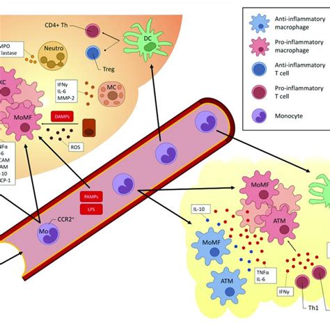 Clinical Course Of Nafld And Ald Nafld Non Alcoholic Liver Disease