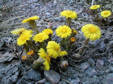 Tussilago | Svenska Naturbakgrunder
