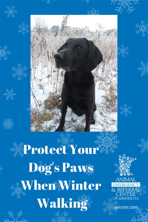 Learn What You Can Do To Protect Your Dogs Paw In Cold Winter Weather