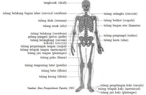 Detail Gambar Kerangka Manusia Beserta Keterangannya Koleksi Nomer 16