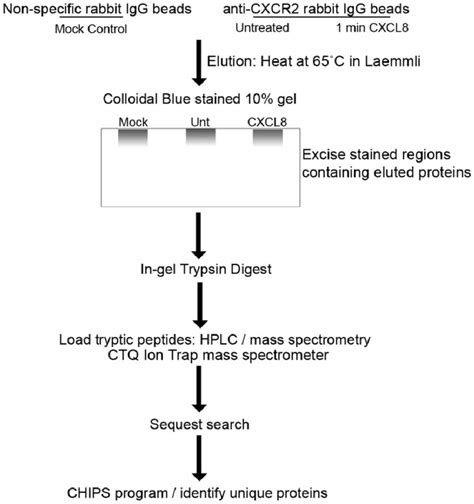 Schematic Of Representation Of Proteomics Approach Used To Identify Download Scientific Diagram