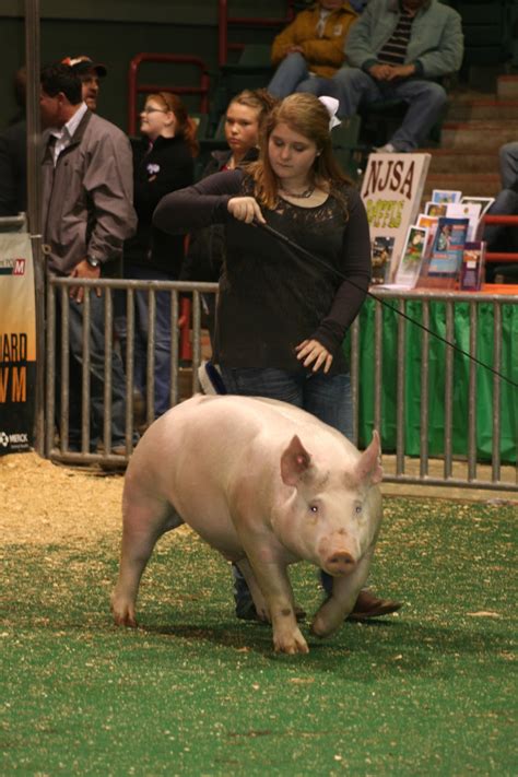 Nsr Show Sale Results Njsa Southeast Regional Crossbred Barrow Results