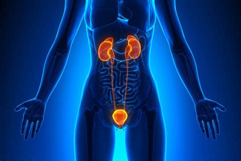Quais Sao Os Orgaos Que Fazem Parte Do Sistema Urinario