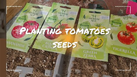 Planting Tomato Seeds Step By Step Guide For Beginners Tomato