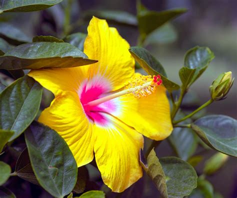 Pink And Yellow Hibiscus By Terry R Stahly On YouPic