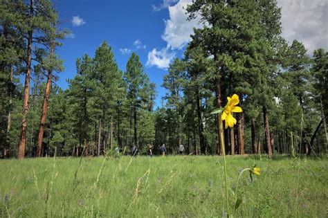 The Ecological Restoration Institute At Northern Arizona University