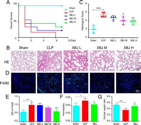 Frontiers Xuebijing Injection Inhibited Neutrophil Extracellular