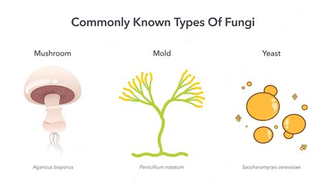 Premium Vector Commonly Known Types Of Fungi Science Vector Illustration