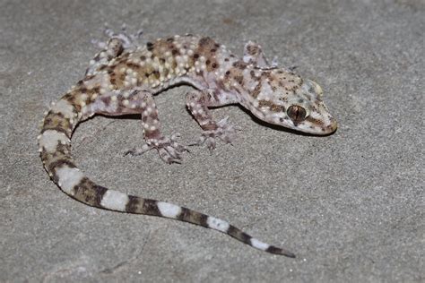 Mediterranean House Gecko Specs Leon Springs · Inaturalist