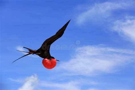 Flying Male Frigatebird during Mating Season Stock Image - Image of ...