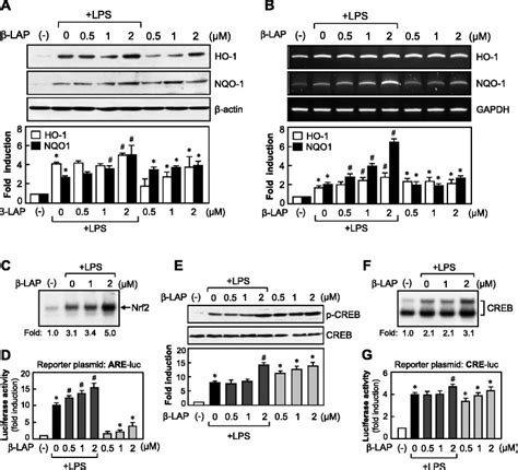 Lap Increased Ho 1 And Nqo1 Expression Via Upregulation Of Nrf2are And