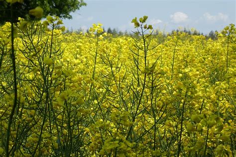 El Campo De Semillas Colza - Foto gratis en Pixabay - Pixabay