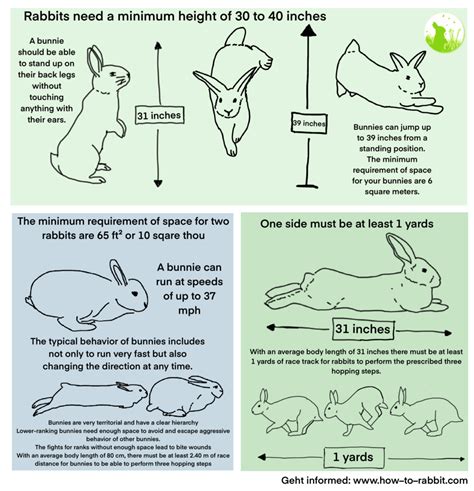 What Is A Habitat Of A Rabbit at Toby Saunders blog