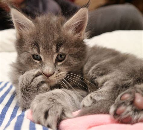 10 Cute Maine Coon Cats And Kittens