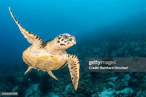 451 Sea Turtles Maldives Stock Photos, High-Res Pictures, and Images - Getty Images