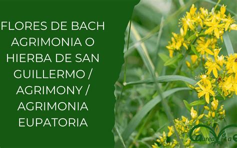 Flor De Bach AGRIMONIA O HIERBA DE SAN GUILLERMO Agrimony