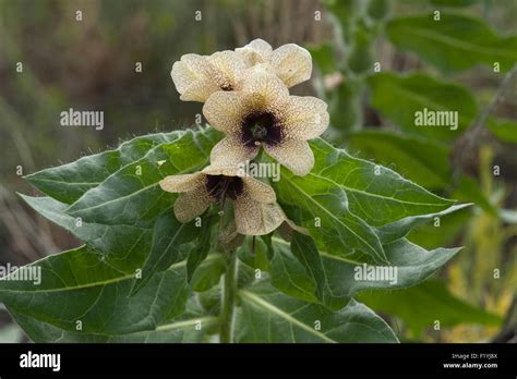 Black Henbane (Hyoscyamus niger L.) is a poisonous plant on Colorado's Noxious Weed List B Stock ...