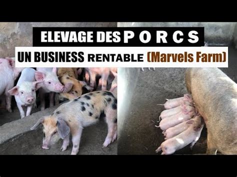 Elevage Des Porcs Un Business Rentable Marvels Farm Youtube