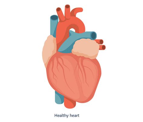 ECG And Cardiac Cycle Diagram Quizlet