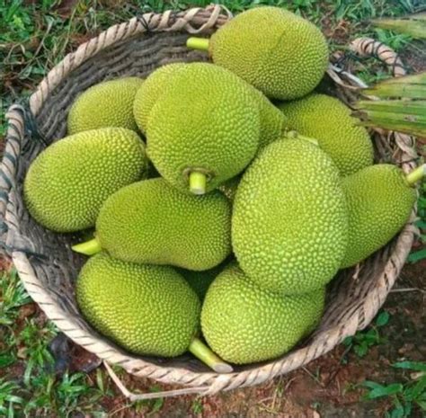 A Grade Kerala Fresh Jackfruit Packaging Size Loose At Rs Kg In Shimla