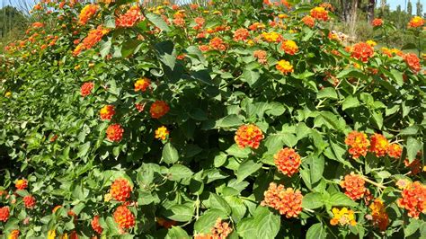 Flower, Flowers, Herb. Free Stock Video - Pixabay