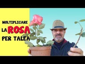 Far Radicare Un Ramo Di Rosa Vernici Legno