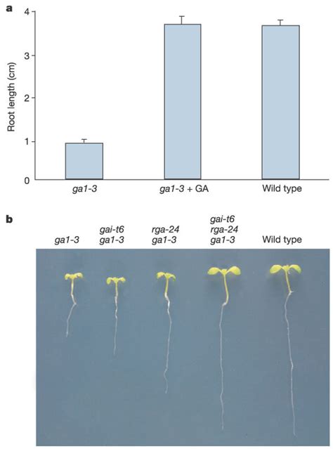 Ga Regulates Root Elongation Via Della Proteins A Mean Length S E N Download Scientific